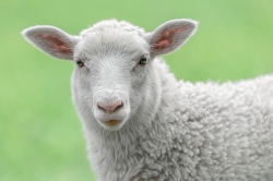 Sheeps goats (12)